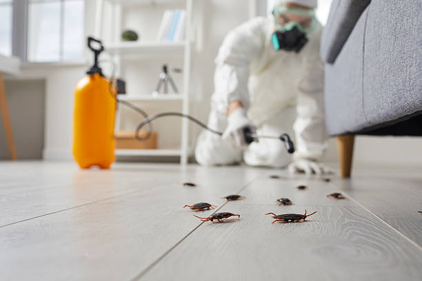 Post-Treatment Bed Bug Interceptor Monitoring in Beech Island